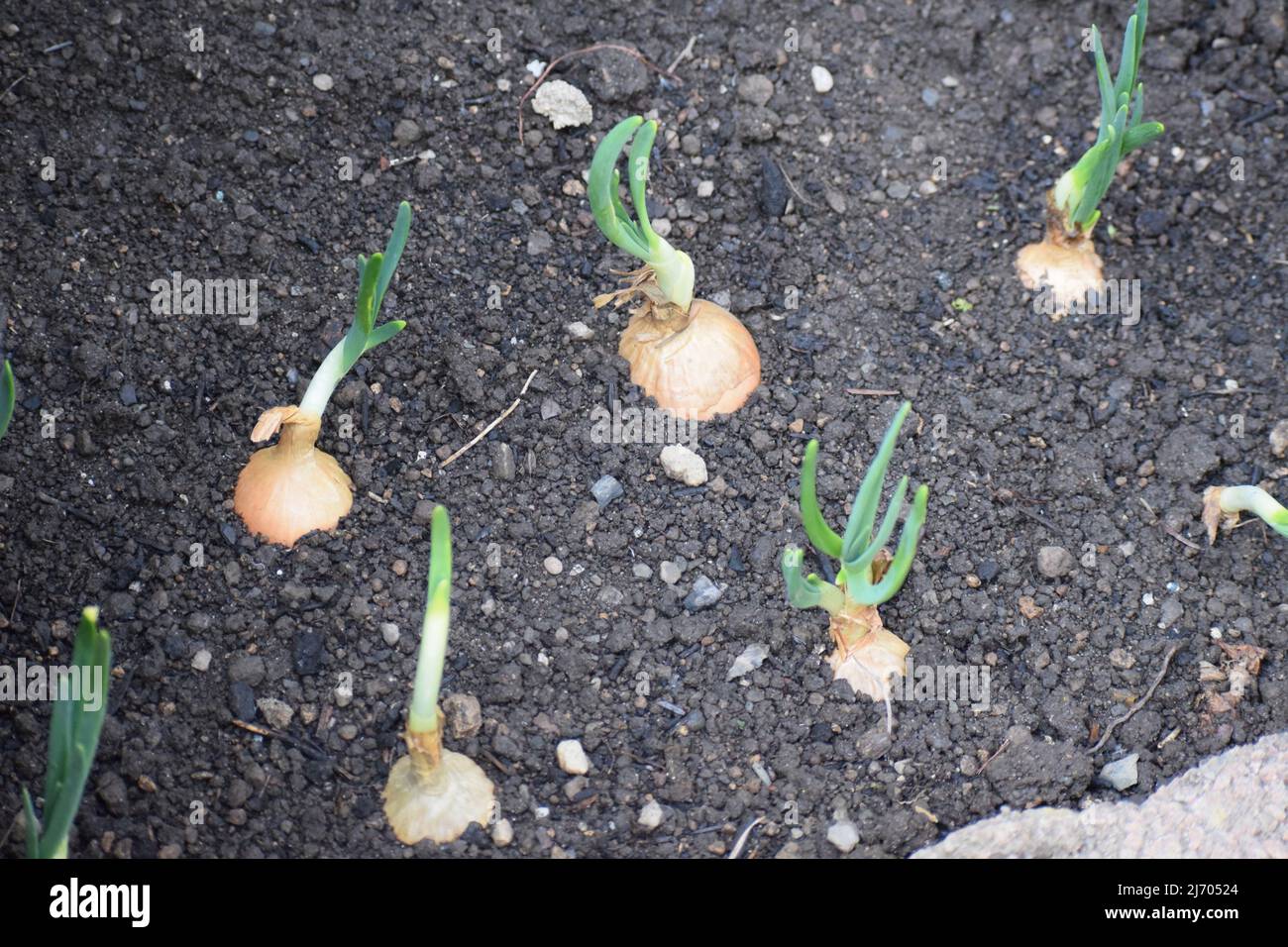 Planting onions in spring green hi-res stock photography and images - Alamy