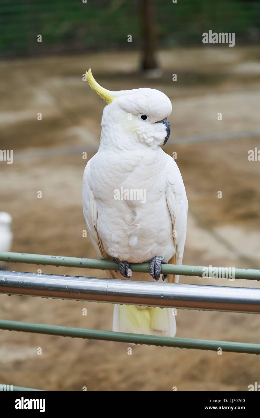 Yellow-crested cockatoo.  vertical format Stock Photo