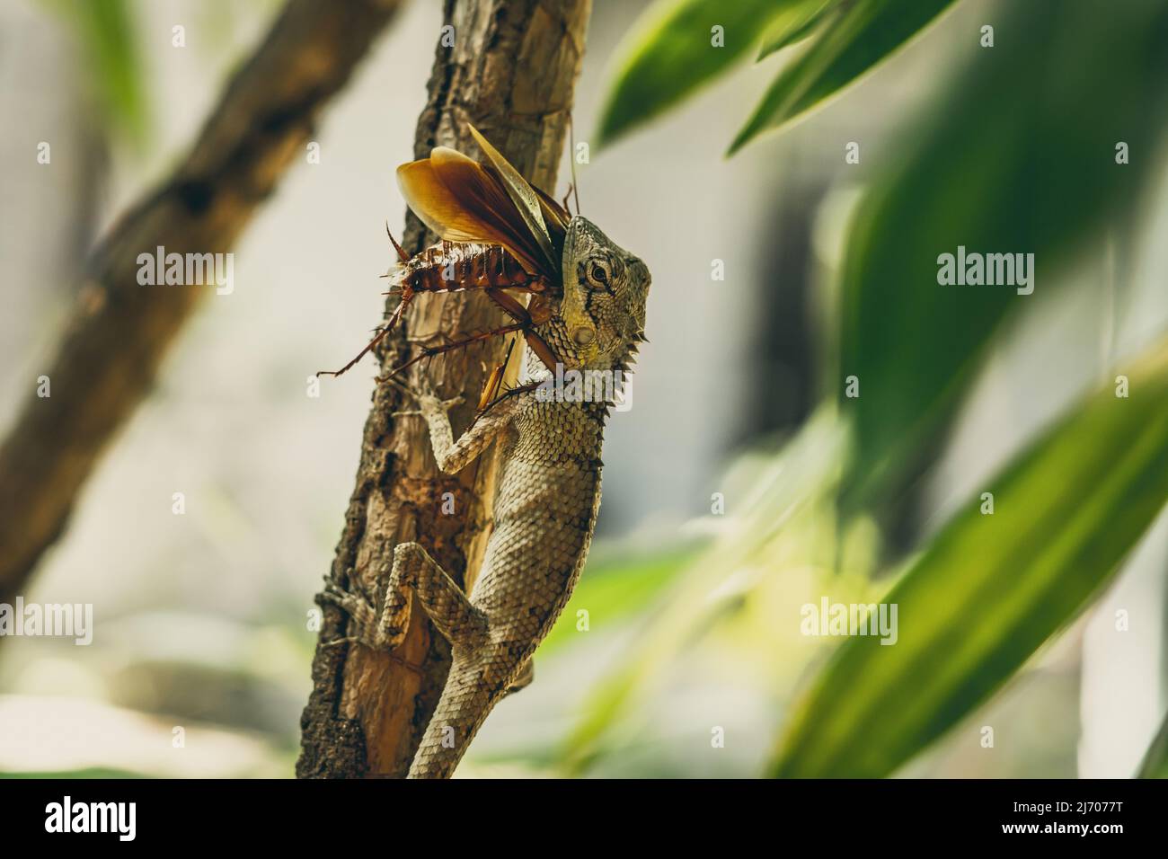BANNER Macro closeup photo captures moment big gray lizard eat