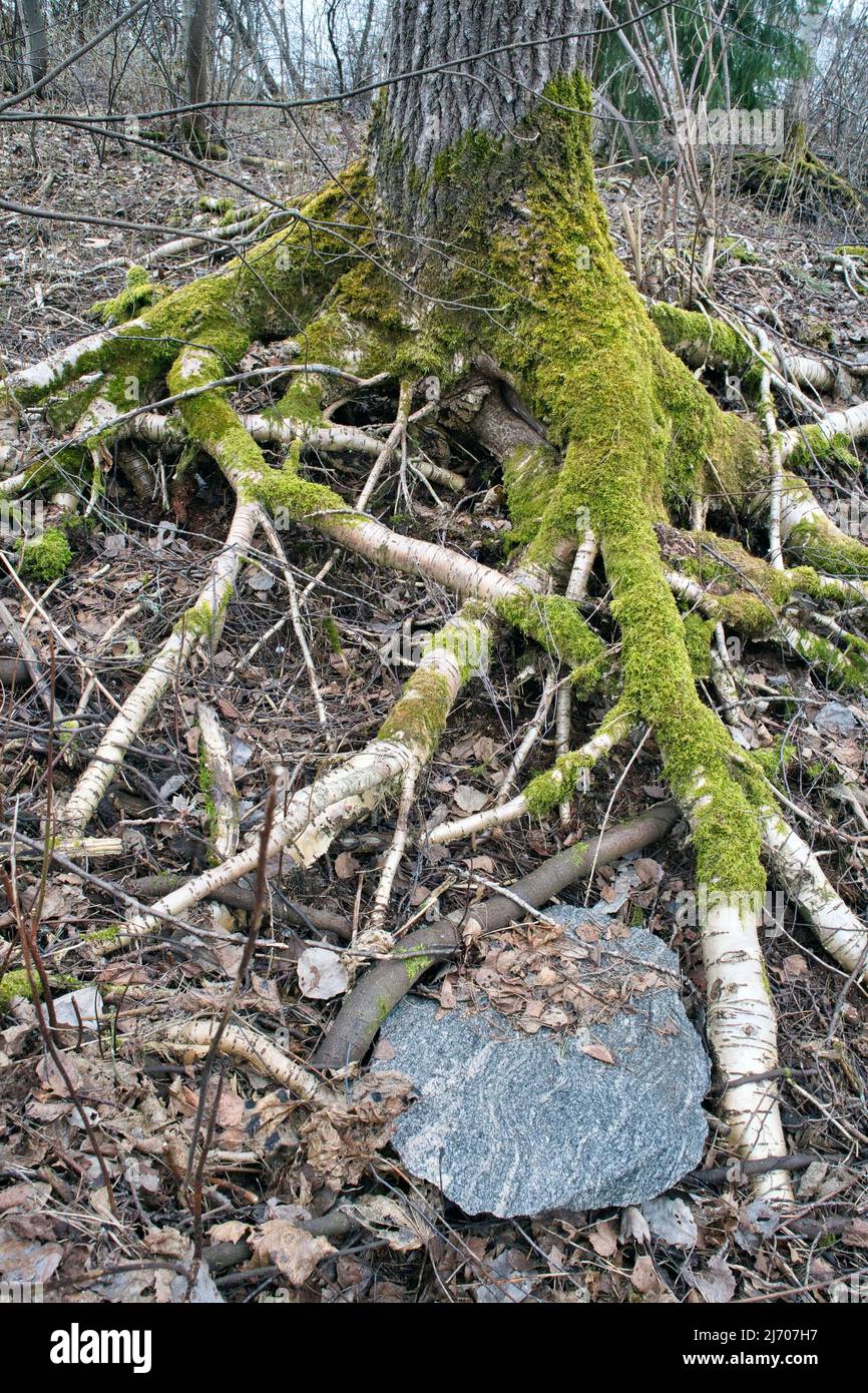 Exposed tree roots in forest Stock Photo Alamy
