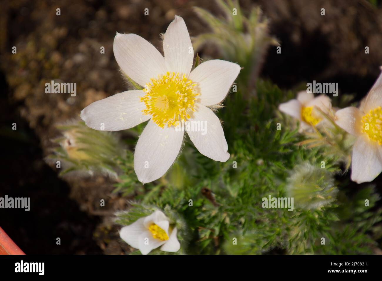 Beautiful Pulsatilla alba a rare flower in the mountains in the Early spring sun Stock Photo