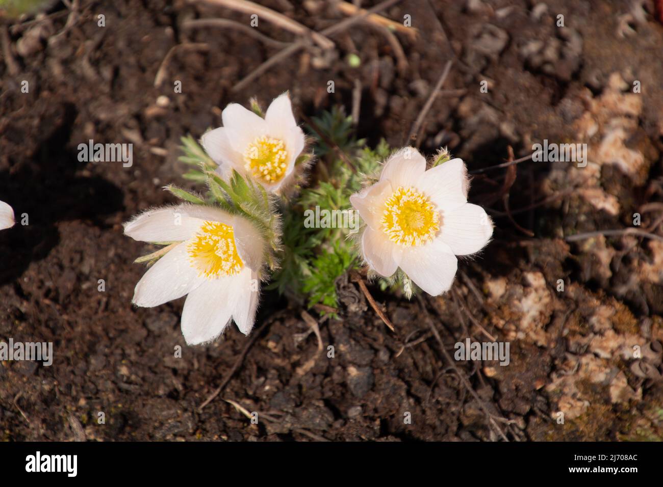 Pulsatilla alba also called mountain flowers beautiful spring wildflowers in garden area Stock Photo