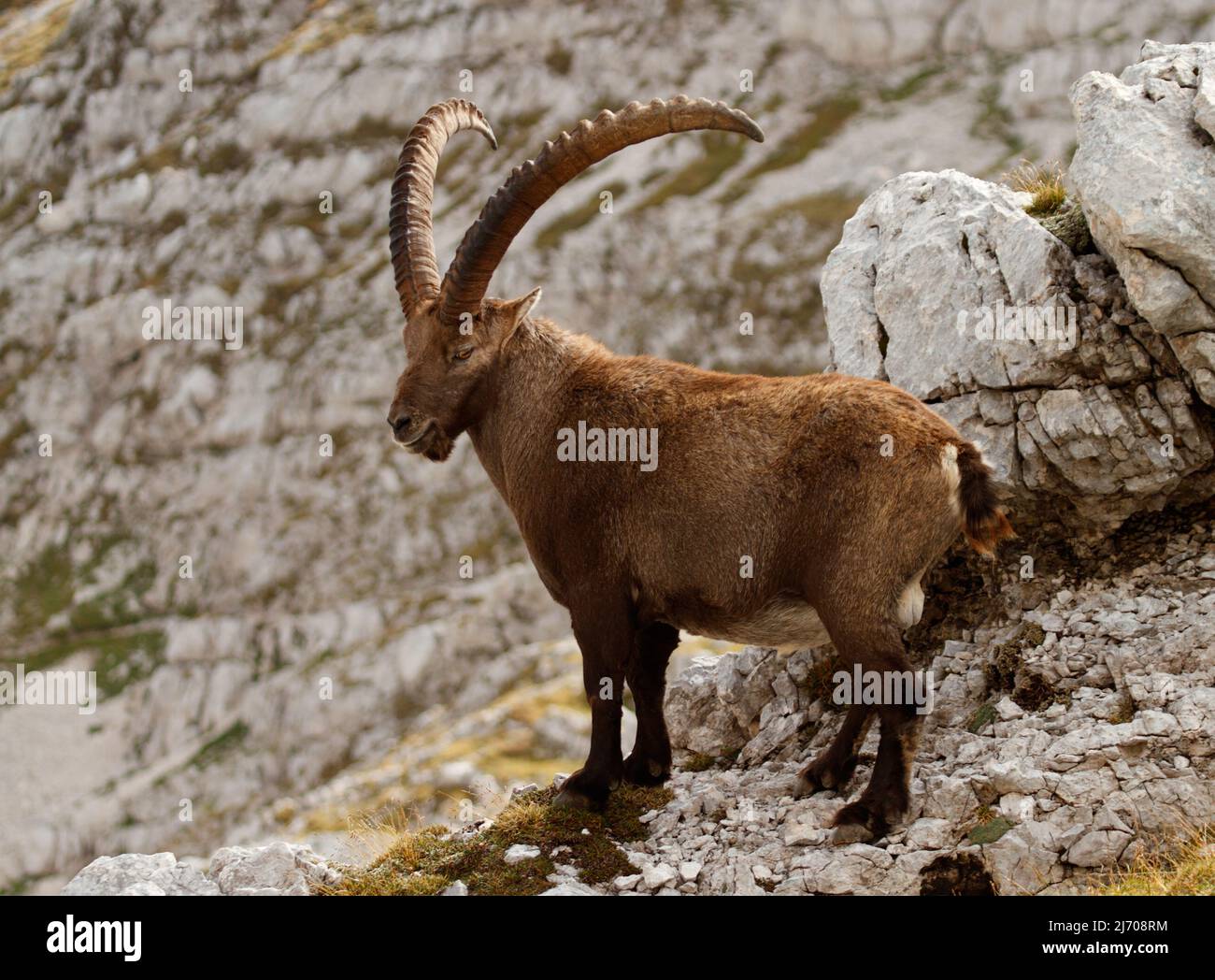 King of the mountains - Alpine Ibex - Capra Ibex. Julian Alps, Triglav National Park, Slovenia, Europe. Stock Photo