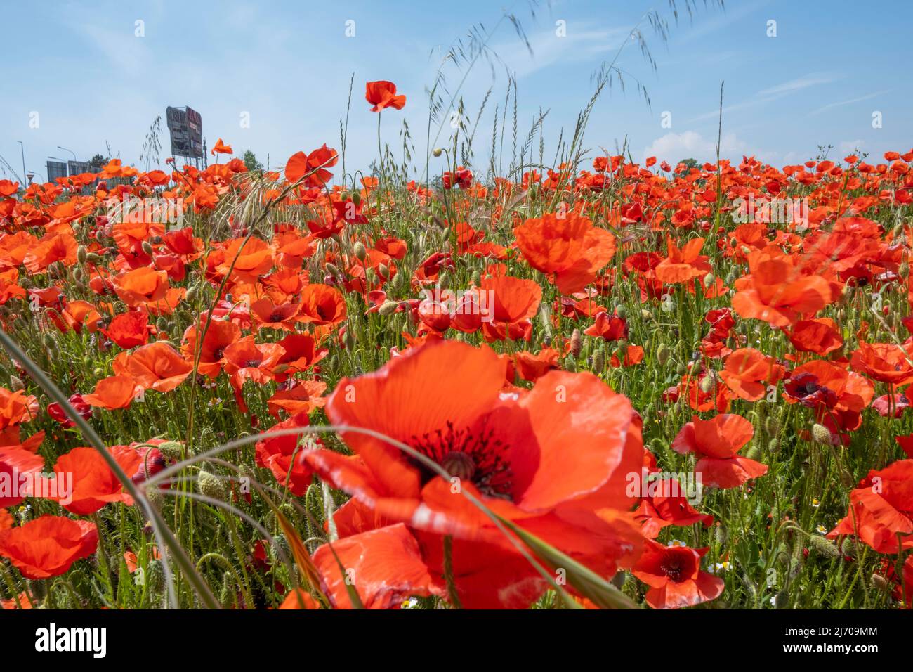 May 5, 2022, Trentola Ducenta, Campania, ITALIA: 05/05/2022 Trentola Ducenta and Santa Maia Capua Vetere (ce),.  nature regains its beauty, despite the fact that for years the Casalesi clan in the vicinity, if not under this field of poppies, has buried toxic waste. (Credit Image: © Fabio Sasso/ZUMA Press Wire) Stock Photo