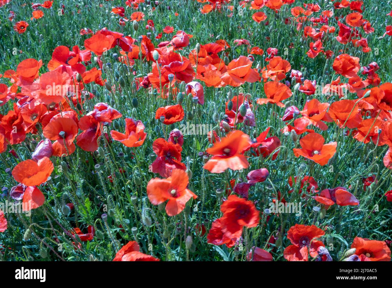 May 5, 2022, Trentola Ducenta, Campania, ITALIA: 05/05/2022 Trentola Ducenta and Santa Maia Capua Vetere (ce),.  nature regains its beauty, despite the fact that for years the Casalesi clan in the vicinity, if not under this field of poppies, has buried toxic waste. (Credit Image: © Fabio Sasso/ZUMA Press Wire) Stock Photo