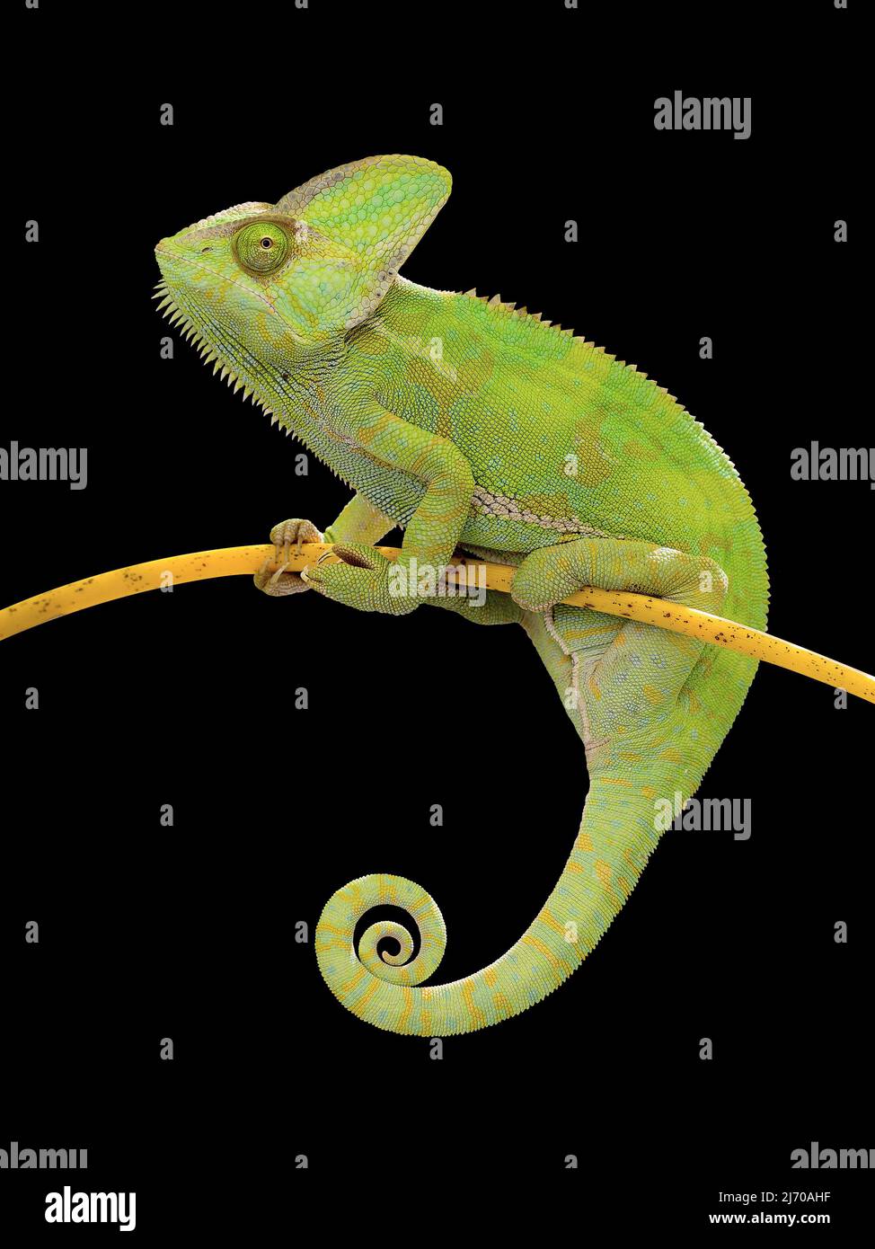 Chameleon climbing on branch on isolated black background. Female Chameleon with rolled tail and looking ahead. Stock Photo