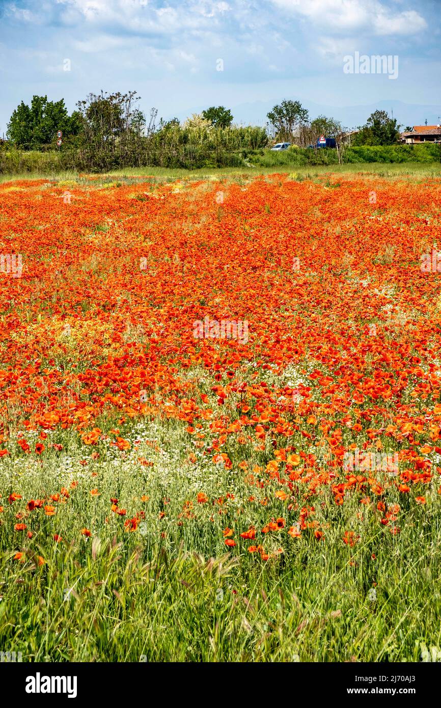 May 5, 2022, Trentola Ducenta, Campania, ITALIA: 05/05/2022 Trentola Ducenta and Santa Maia Capua Vetere (ce),.  nature regains its beauty, despite the fact that for years the Casalesi clan in the vicinity, if not under this field of poppies, has buried toxic waste. (Credit Image: © Fabio Sasso/ZUMA Press Wire) Stock Photo