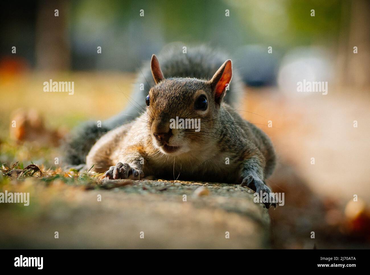 Squirrels in Turin Stock Photo