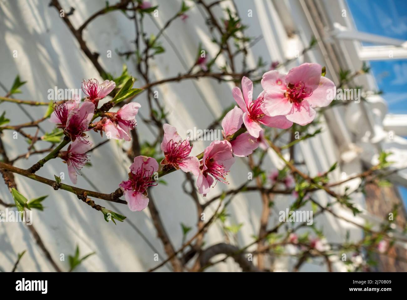 Close up of pink blossom flowers on peach tree prunus persica growing in a greenhouse hothouse in spring England UK United Kingdom GB Great Britain Stock Photo