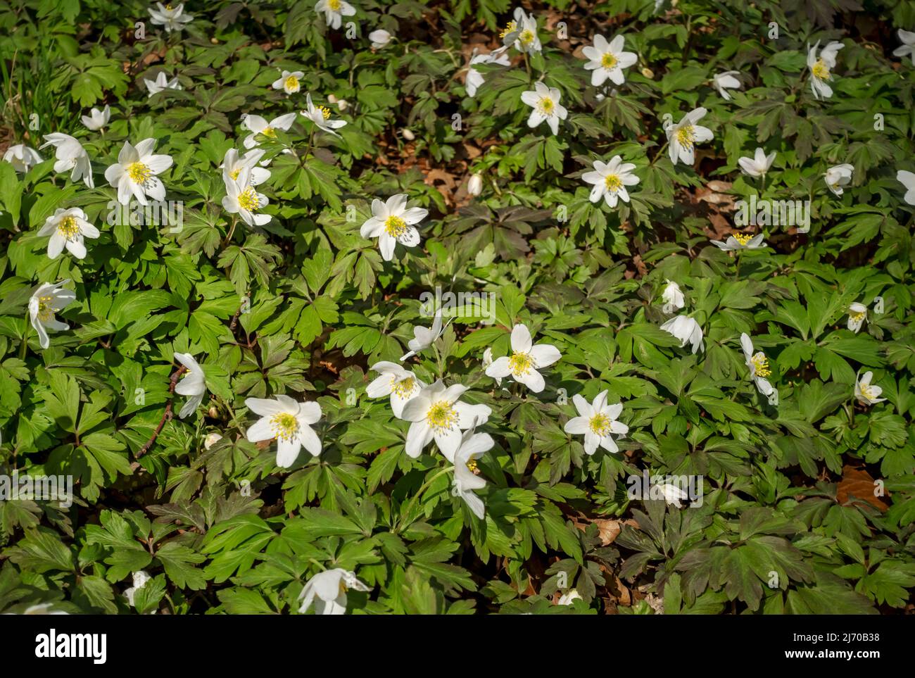 Wild anemones wood anemone nemorosa ranunculaceae windflowers  growing in woodland white flower flowers flowering in spring England UK Britain Stock Photo