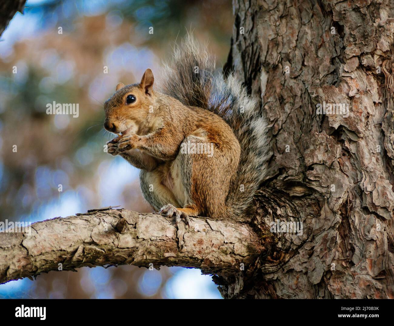 Squirrels in Turin Stock Photo
