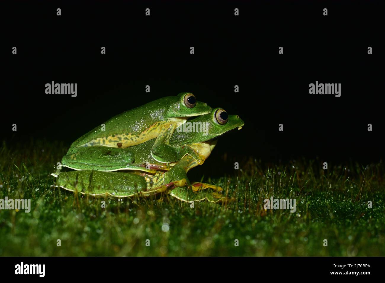 Malabar Gliding Frog, Amboli, Sindhudurg, Maharashtra, India Stock Photo