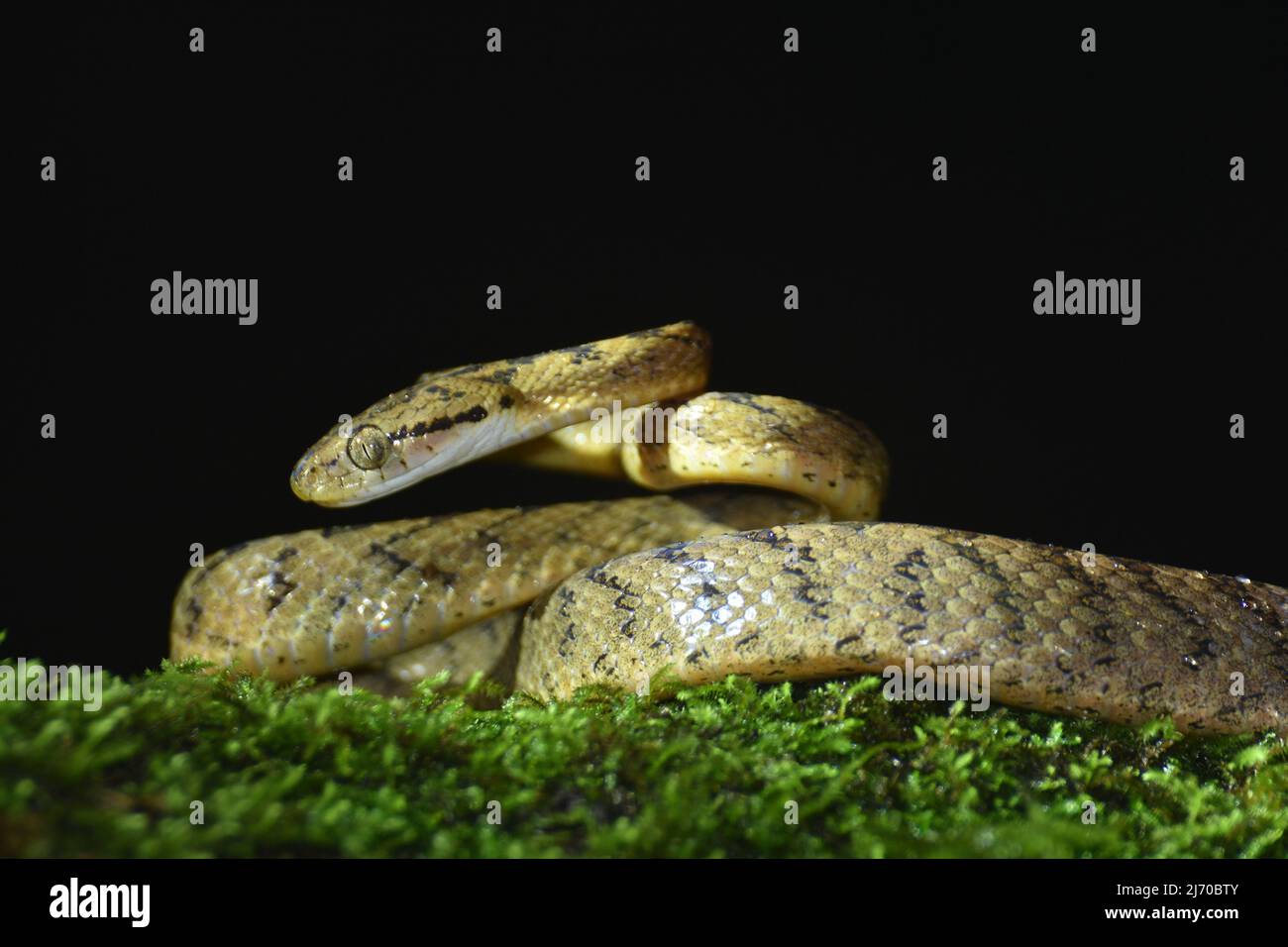 Cat snake, Amboli, Sindhudurg, Maharashtra, India Stock Photo