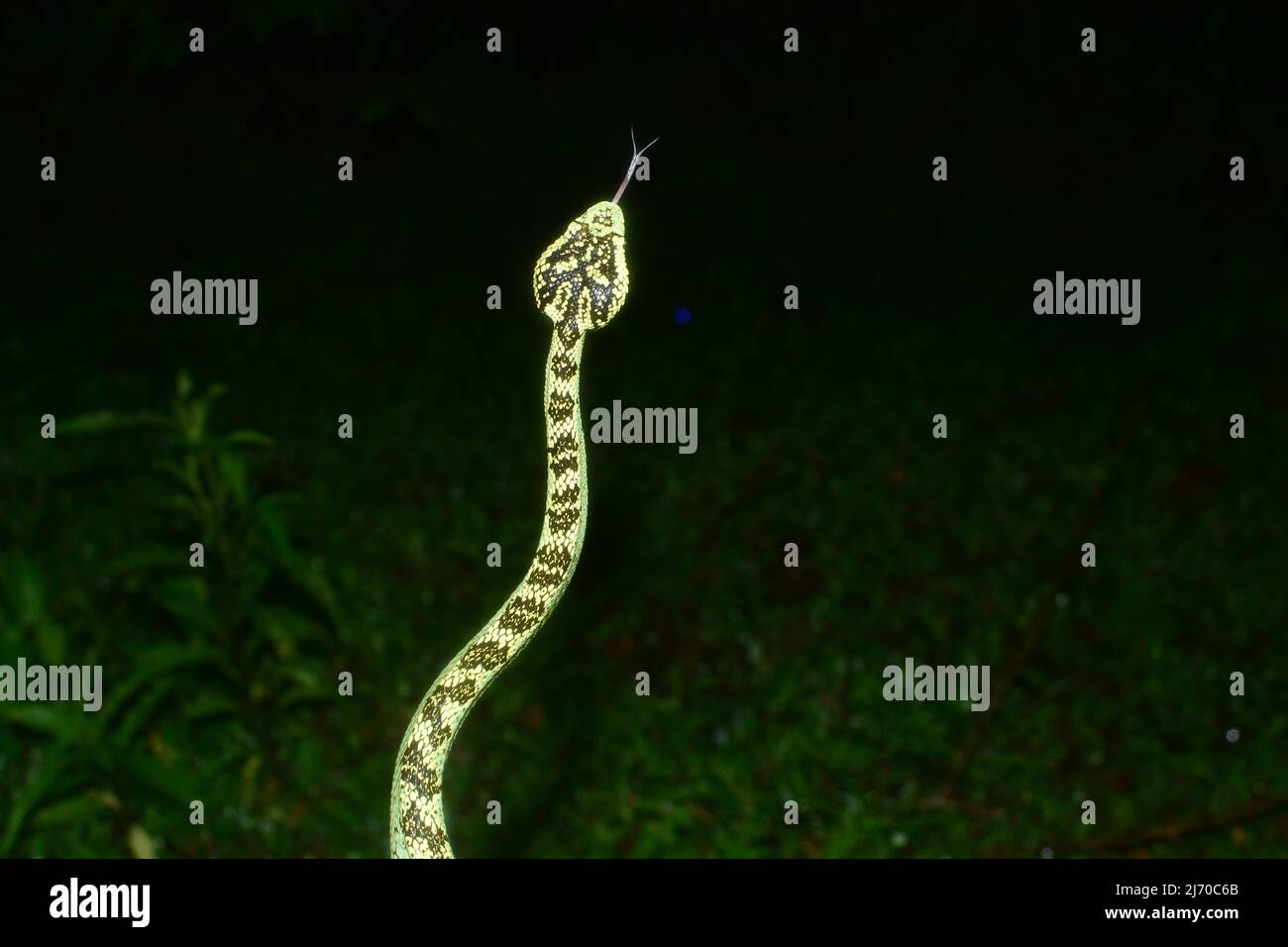 Malabar Pit Viper, Amboli, Sindhudurg, Maharashtra, India Stock Photo ...