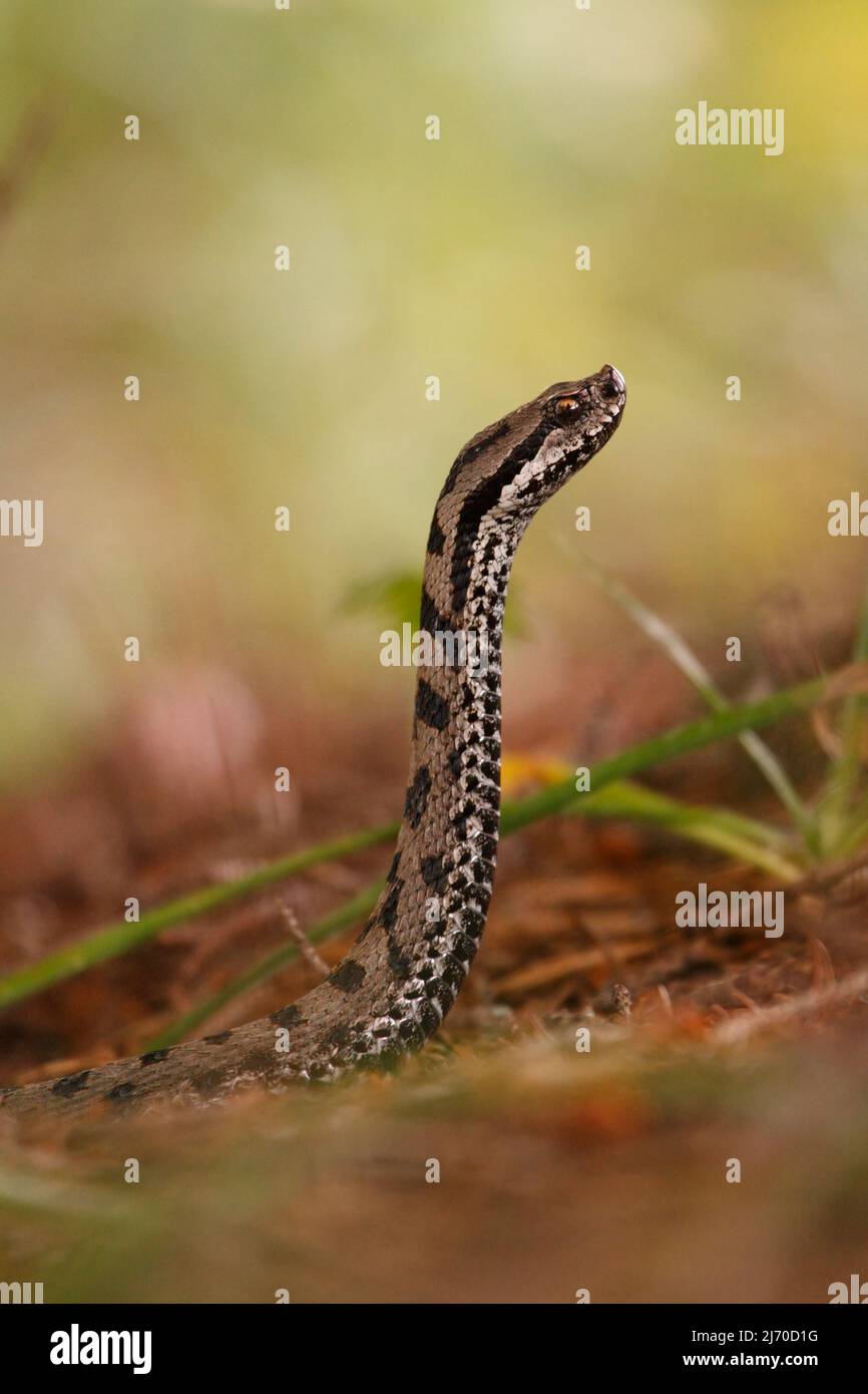 Snake standing up hires stock photography and images Alamy