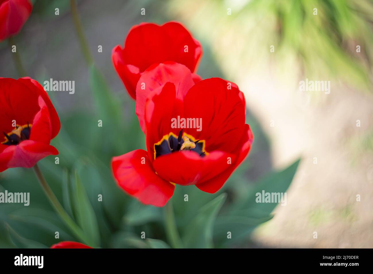Closeup photography of group of red tulips,good as natural background. Stock Photo