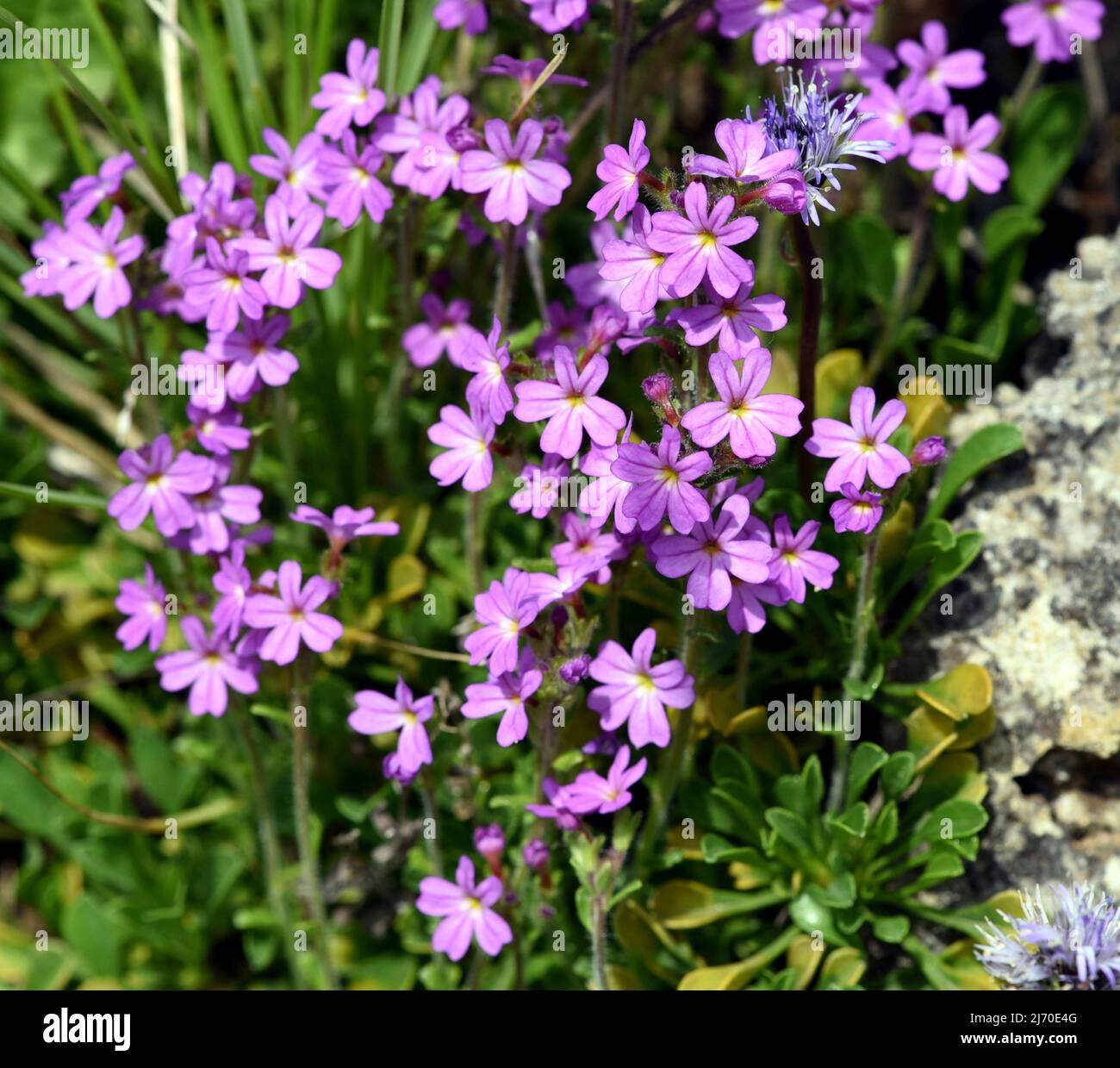 Alpine Balsam, Erinus alpinus, is a long-flowering rock garden perennial with dainty labiate flowers between May and August. Stock Photo