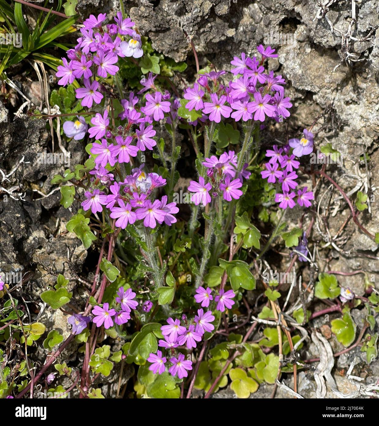 Alpine Balsam, Erinus alpinus, is a long-flowering rock garden perennial with dainty labiate flowers between May and August. Stock Photo