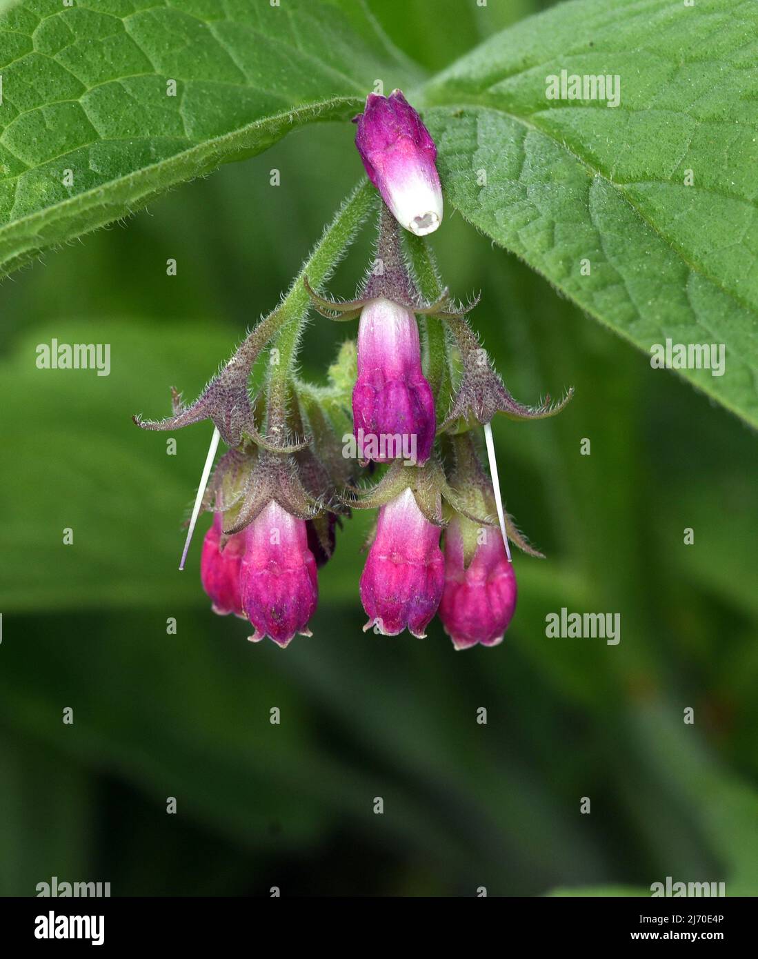 Comfrey, Symphytum, officinale, is a wild plant with white or purple flowers. It is an important medicinal plant and is also used in medicine. Stock Photo