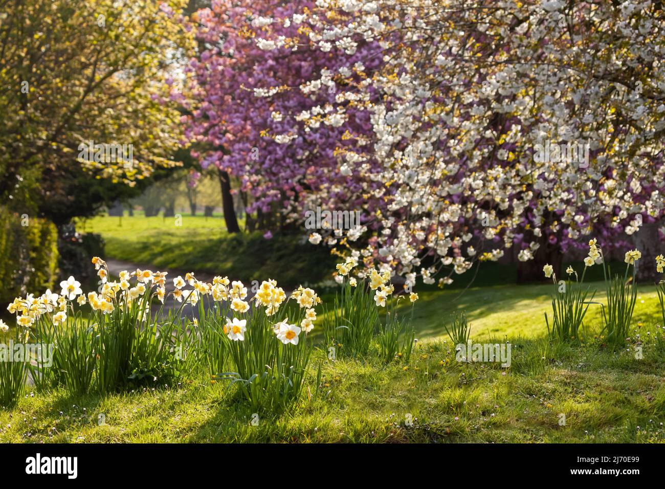 Spring dawn in nature with cherry blossom trees and daffodils. Seasonal landscape in Norfolk England Stock Photo