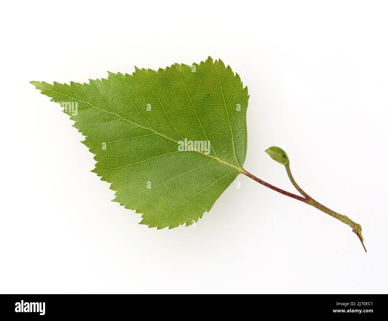 Birch tree, birch betula, is a native tree that is also used