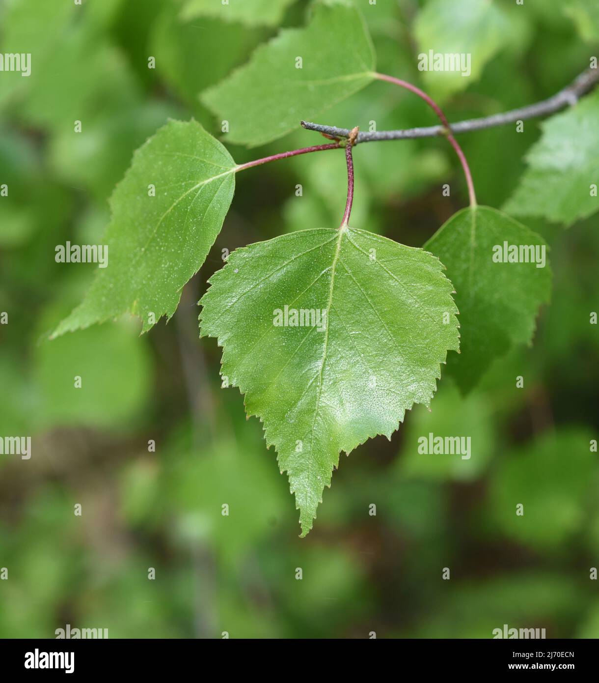 Birch tree, birch betula, is a native tree that is also used