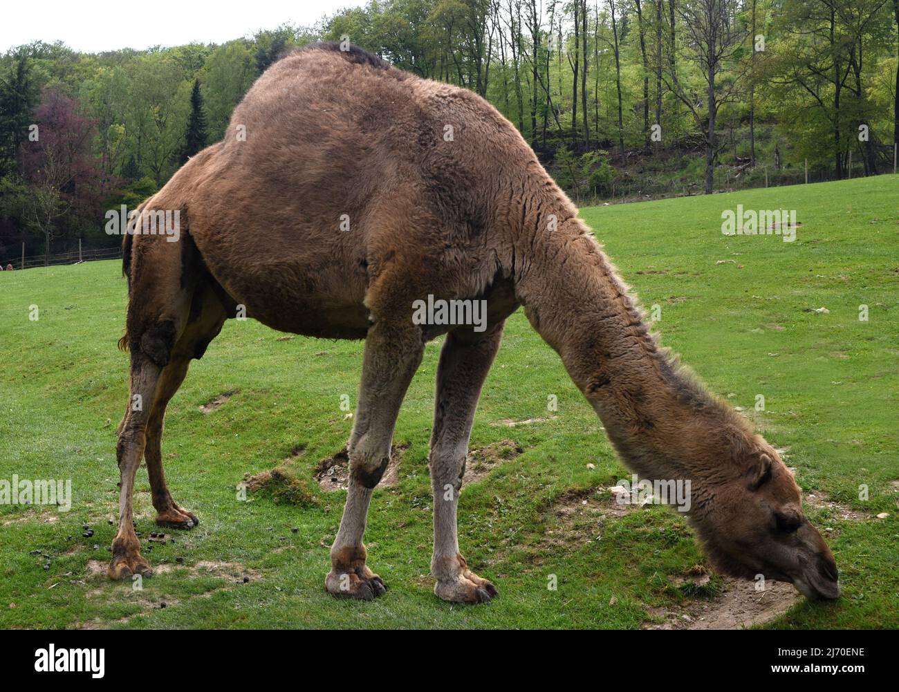 The dromedary, Camelus dromedarius, also known as the one-humped or Arabian camel, is a species of mammal from the genus Old World camels. Stock Photo