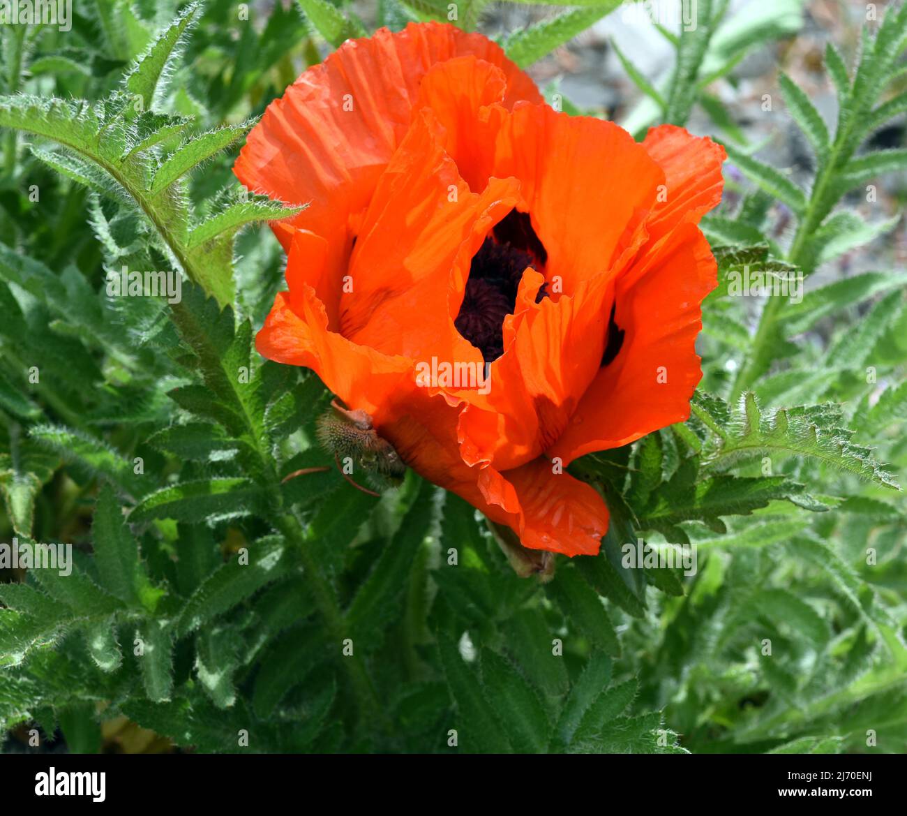 False oriental poppy, papaver, pseudo-orientale, is very similar to the Turkish poppy, papaver orientale. Stock Photo