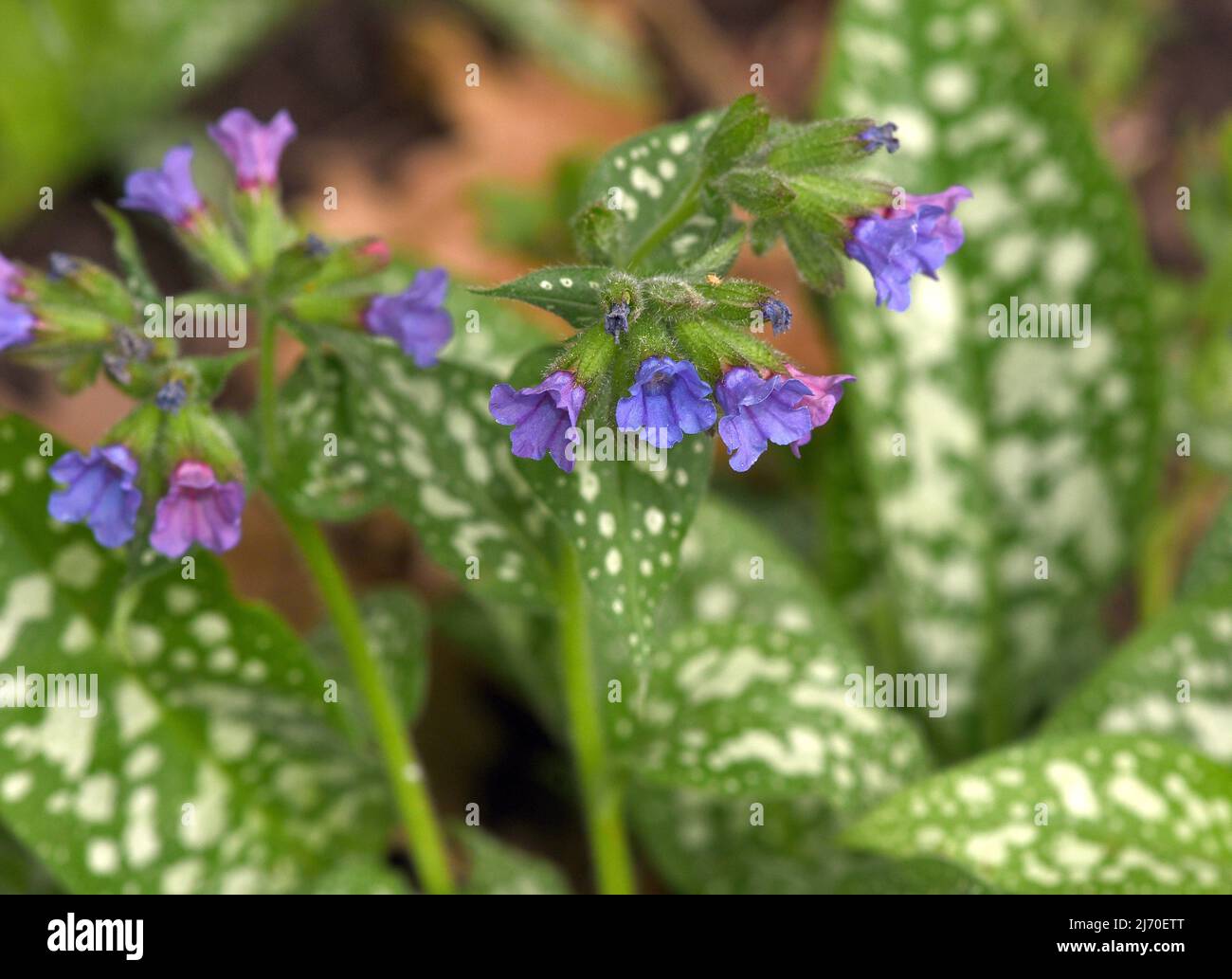 Lung herb Pulmonaria, officinalis is an important medicinal and medicinal plant with blue flowers. Stock Photo