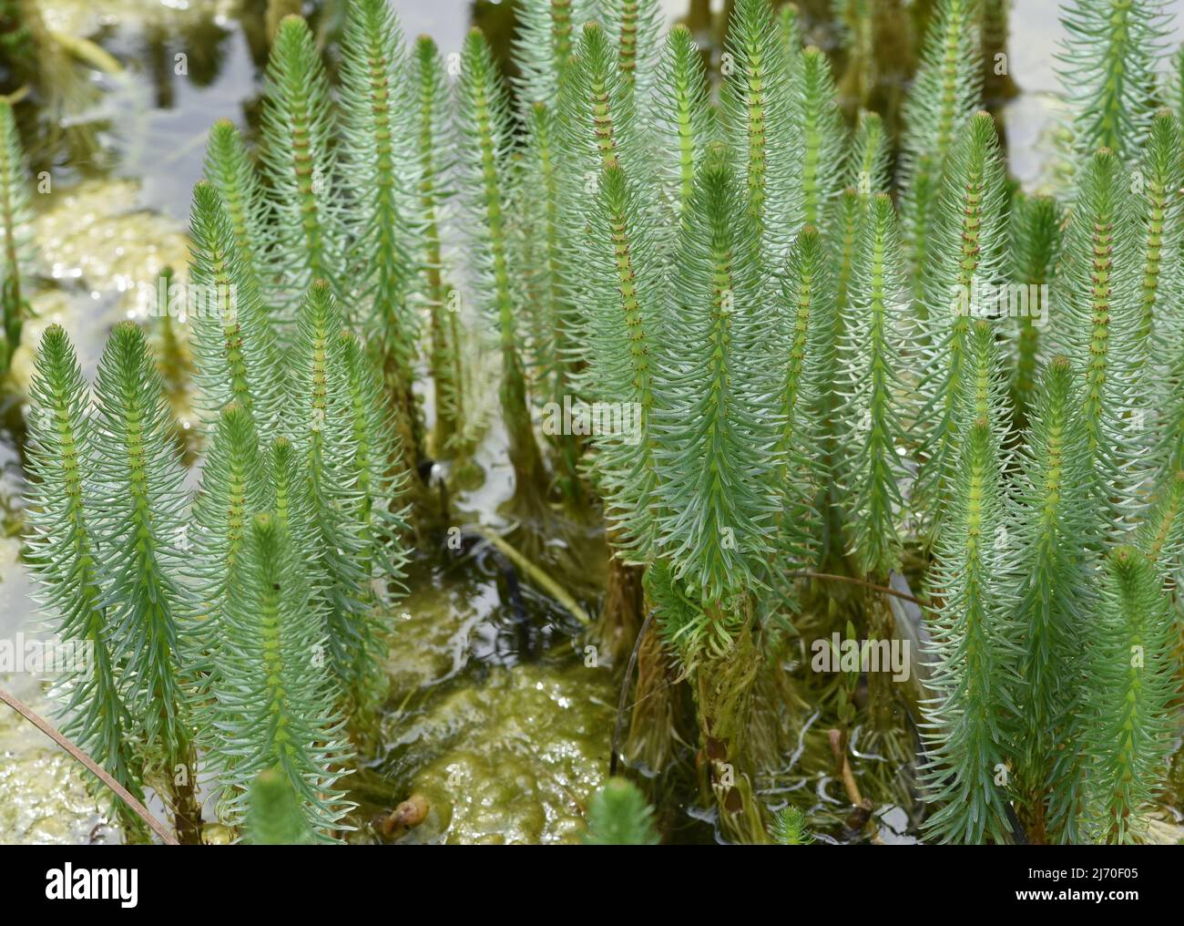 Hippuris vulgaris, Blossom is an aquatic plant, Stock Photo