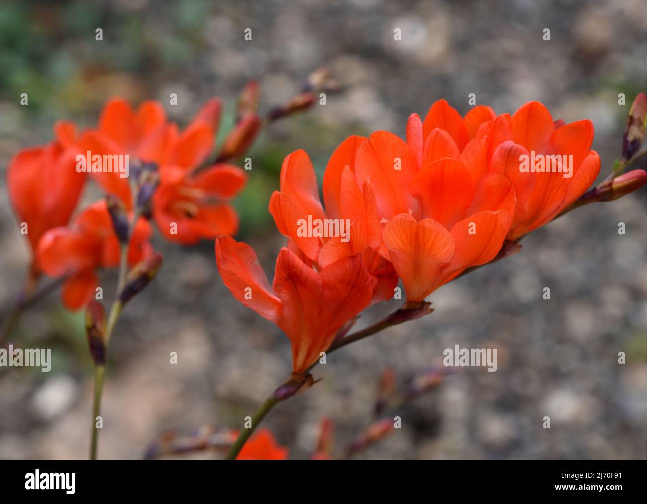 Tritonia, Tritonia crocata, is an iris family with a bulbous bulb. Stock Photo