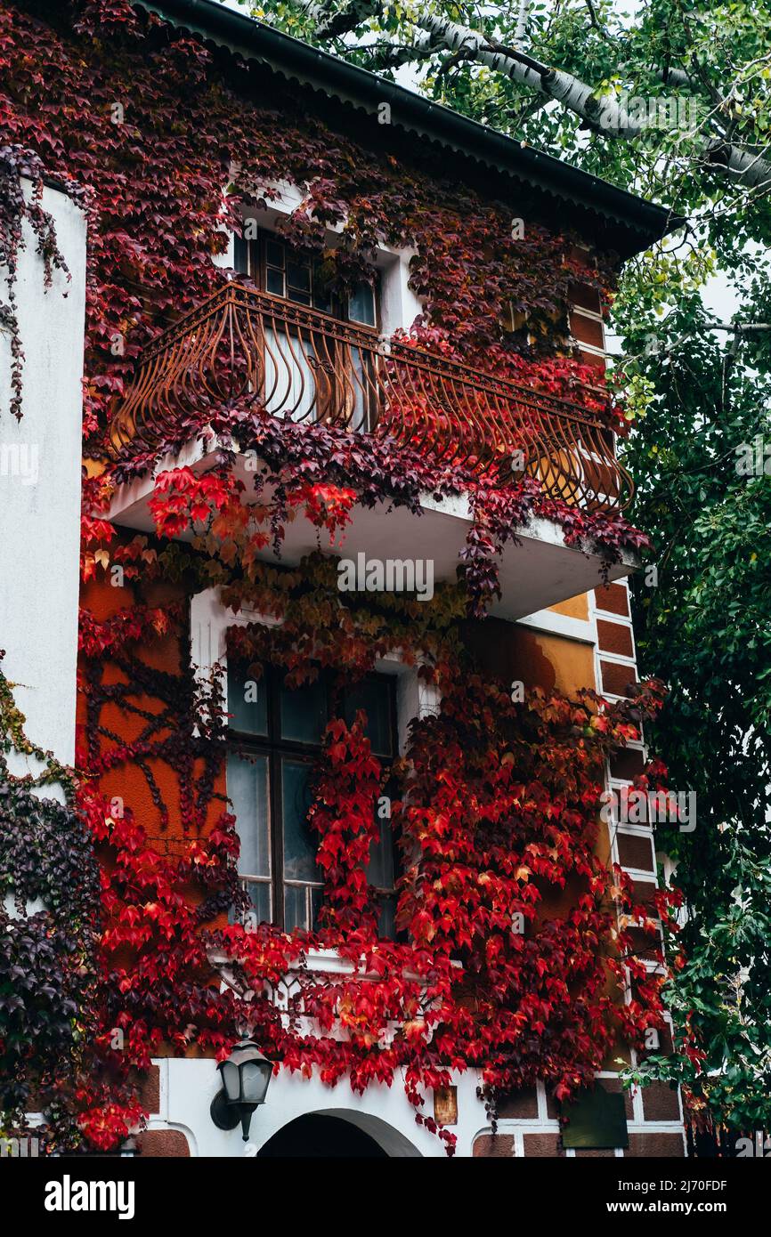 Buildings covered in red ivy. A creeping plant adorns the city's old