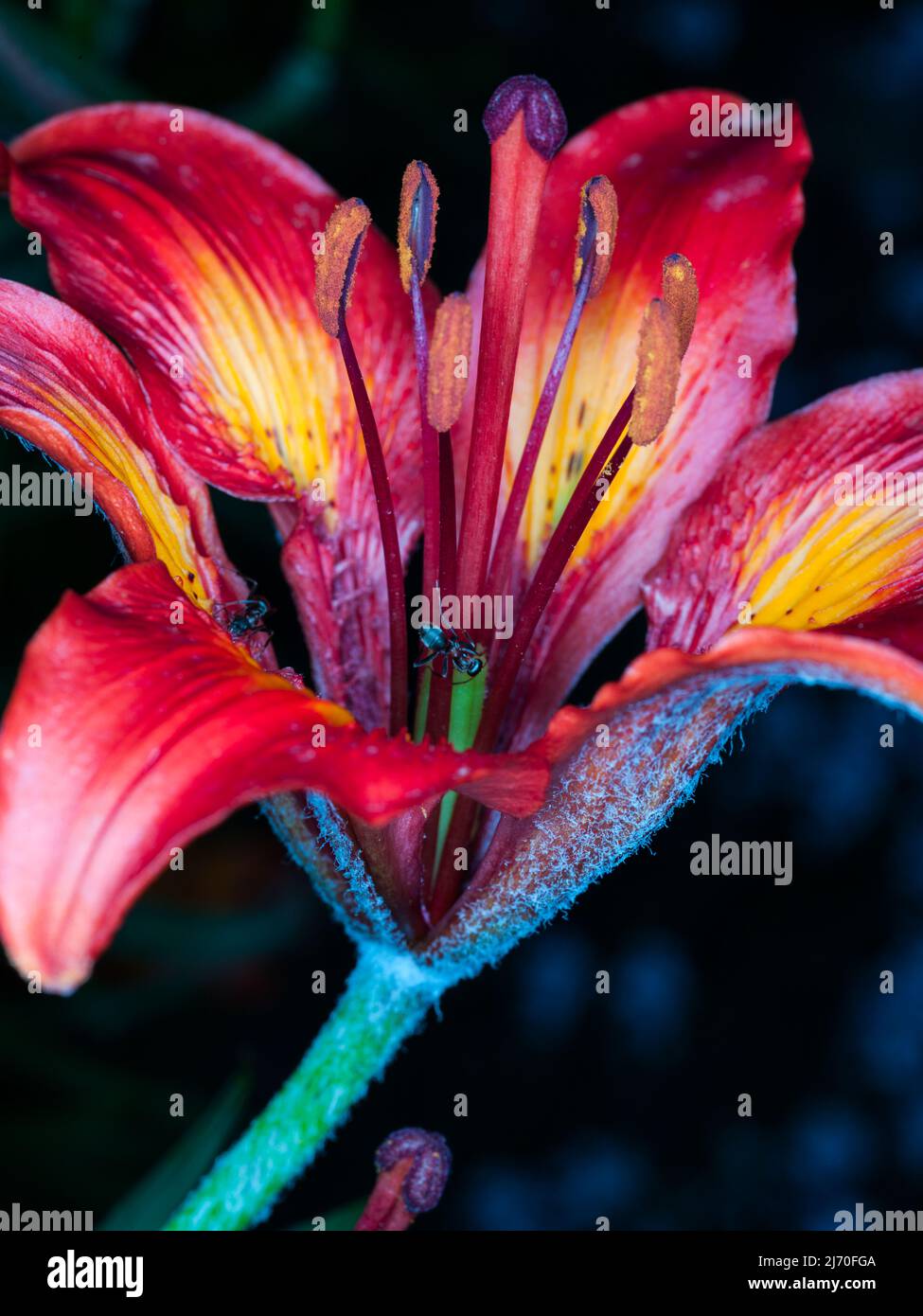 Lilium bulbiferum (family Liliaceae. Western Alps). Common names orange lily, fire lily, tiger