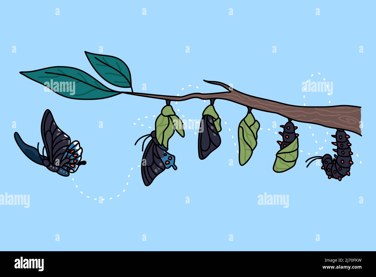 Stages of growth and transformation of butterfly on tree branch. Life cycle and metamorphosis of insect. Caterpillar, larva, pupa, imago eclosion. Nature and fauna. Vector illustration.  Stock Vector