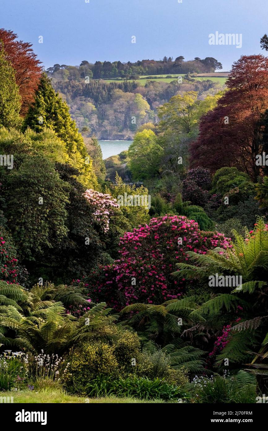 The iconic view down the sub tropical wooded valley of Trebah Garden in Cornwall. Stock Photo