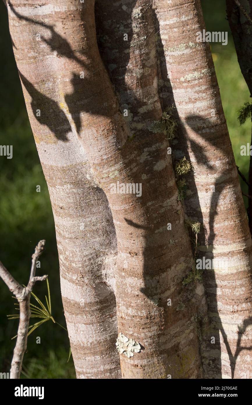 Close-up of fluted trunk of small leave tuckeroo tree, Cupaniopsis parvifolia. Grey striped bark with pale green lichen. Garden, Queensland, Australia Stock Photo