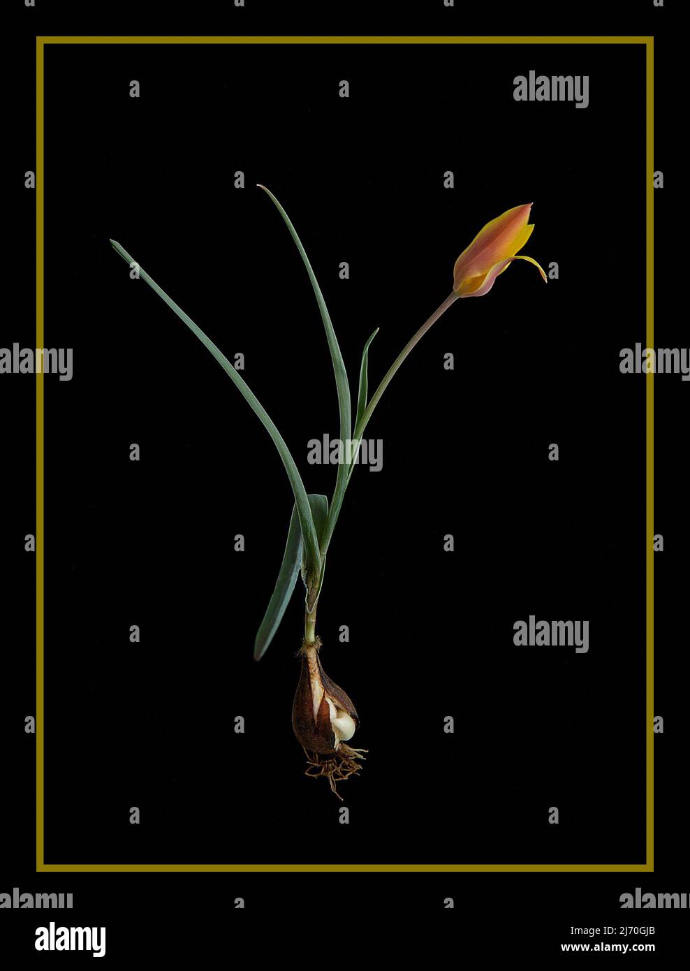Tulipa clusiana var. chrysantha Stock Photo