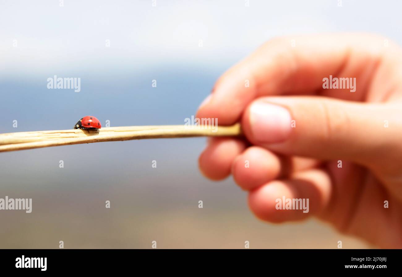 A ladybug crawling on a branch Stock Photo