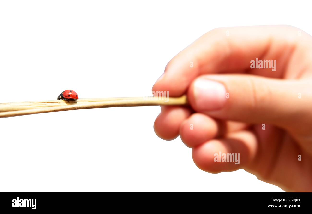 A ladybug crawling on a branch Stock Photo