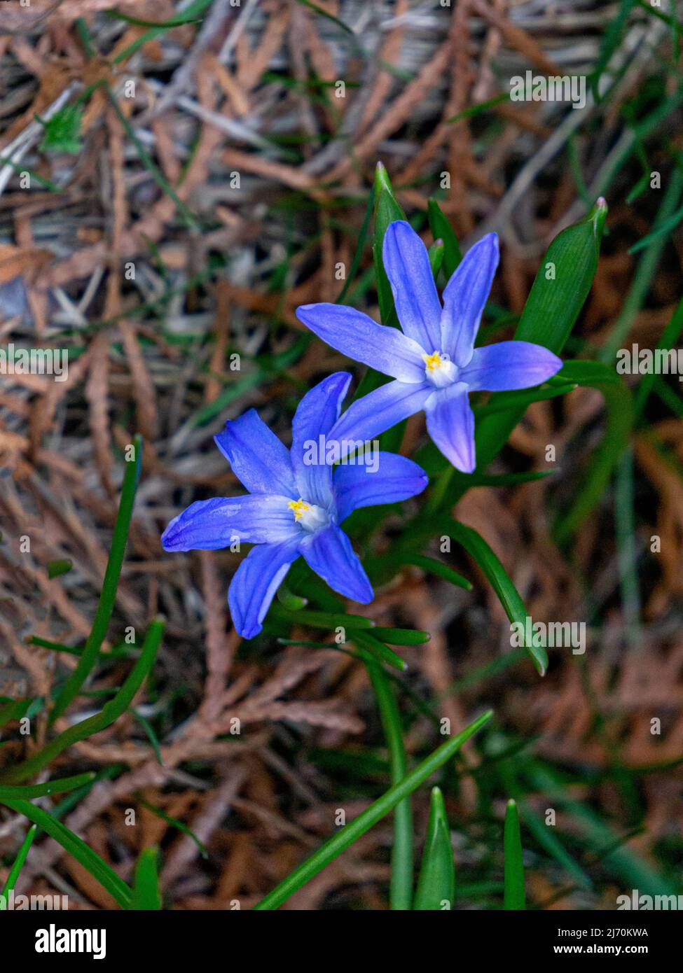 The first spring beautiful blue spring flowers chionodoxa Stock Photo