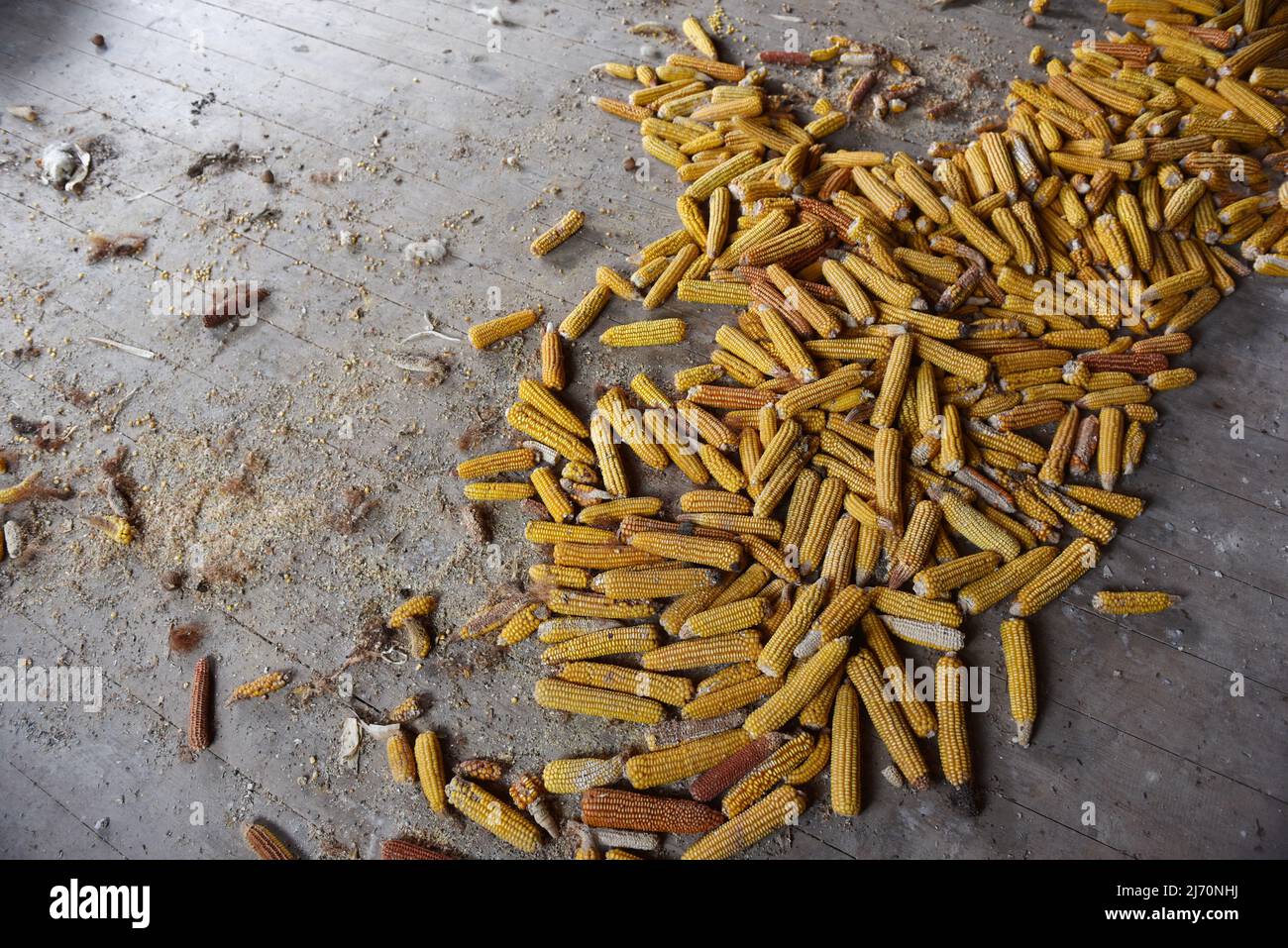 Corn cobs on wooden floor in a dirty abandoned farmhouse Stock Photo