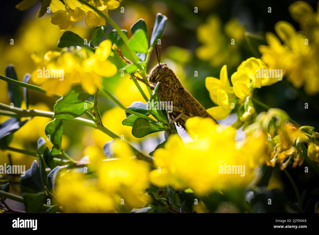 Brown grasshopper on a yellow flowering mountain crown vetch or Coronilla coronata L. Stock Photo