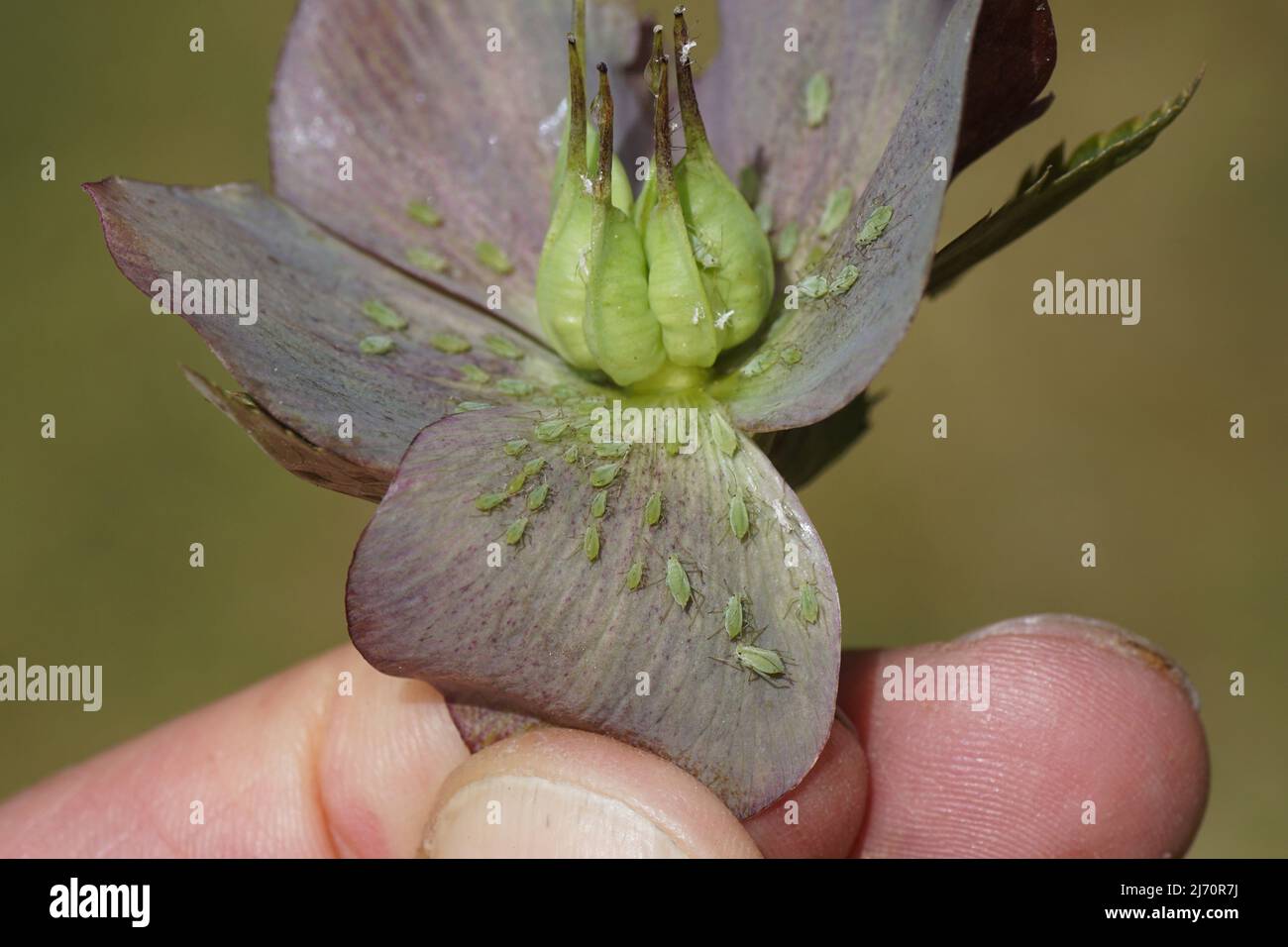 Many Hellebore aphids, Macrosiphum hellebori on faded purple flower with seed pods of hellebores. Hand. Netherlands, May, Spring Stock Photo