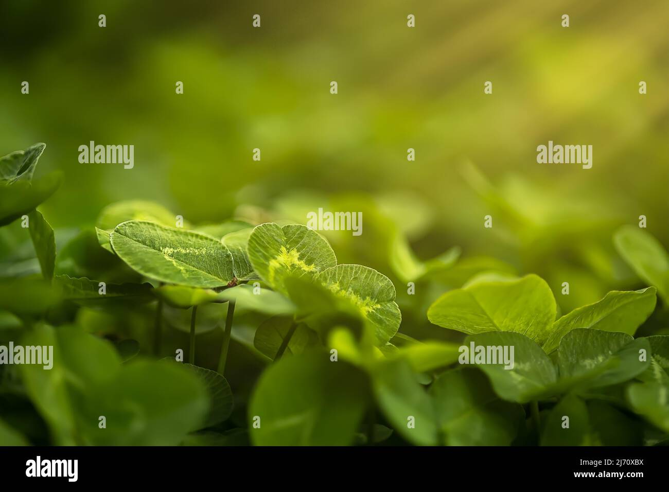 beautiful clover leaves that grow in the spring park illuminated by the ...
