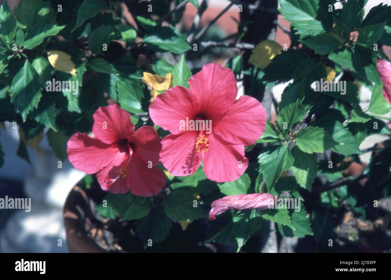 Spanish Flowers Growing, Raymond Boswell Stock Photo Alamy