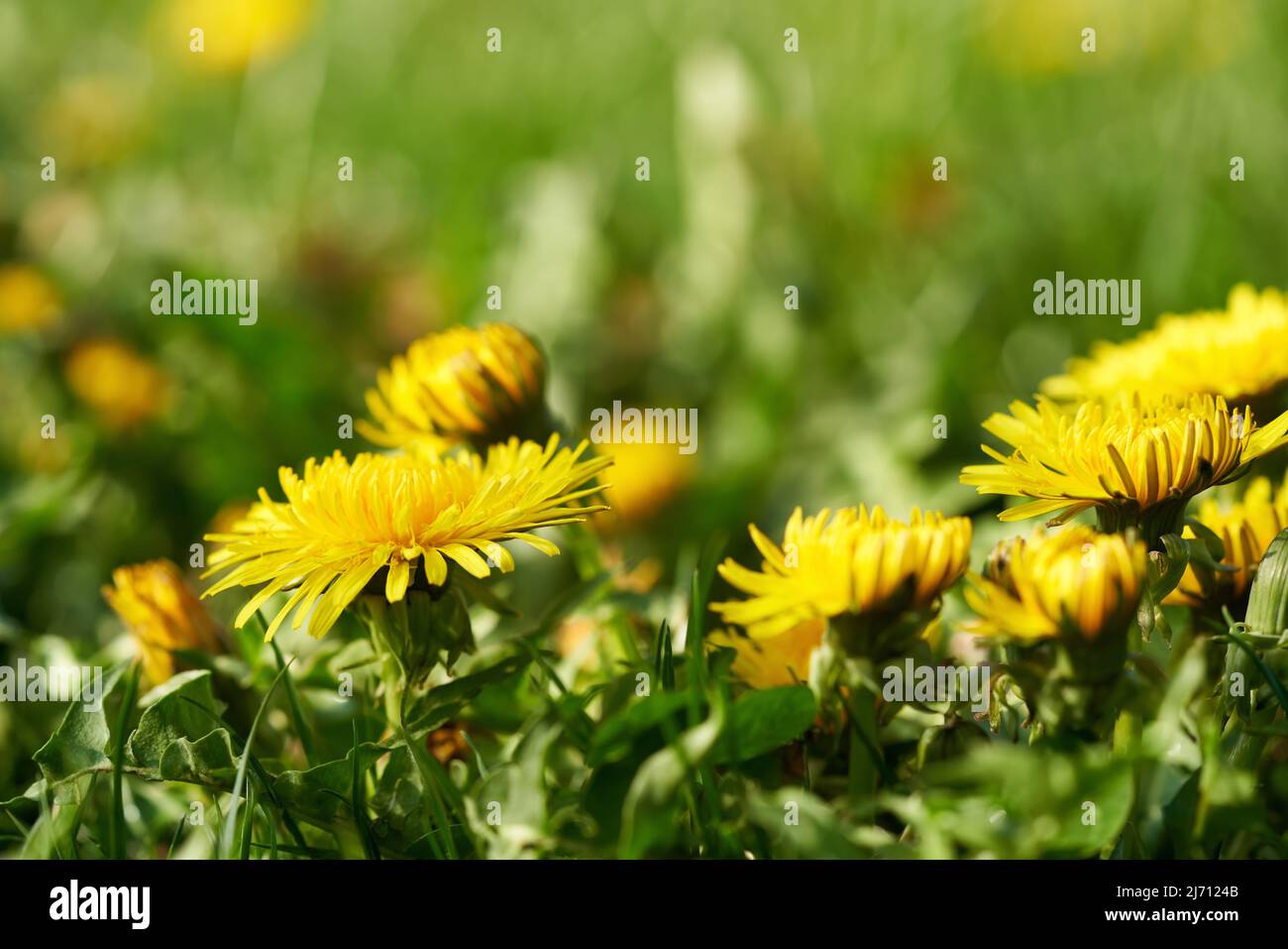 Blooming dandelions growing outdoors in grass Stock Photo