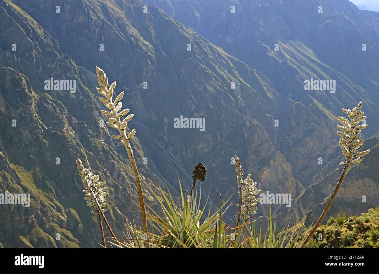 Amazing Puya Weberbaueri Flowers at Colca Canyon,  Peruvian Altiplano, Arequipa Region, Peru, South America Stock Photo