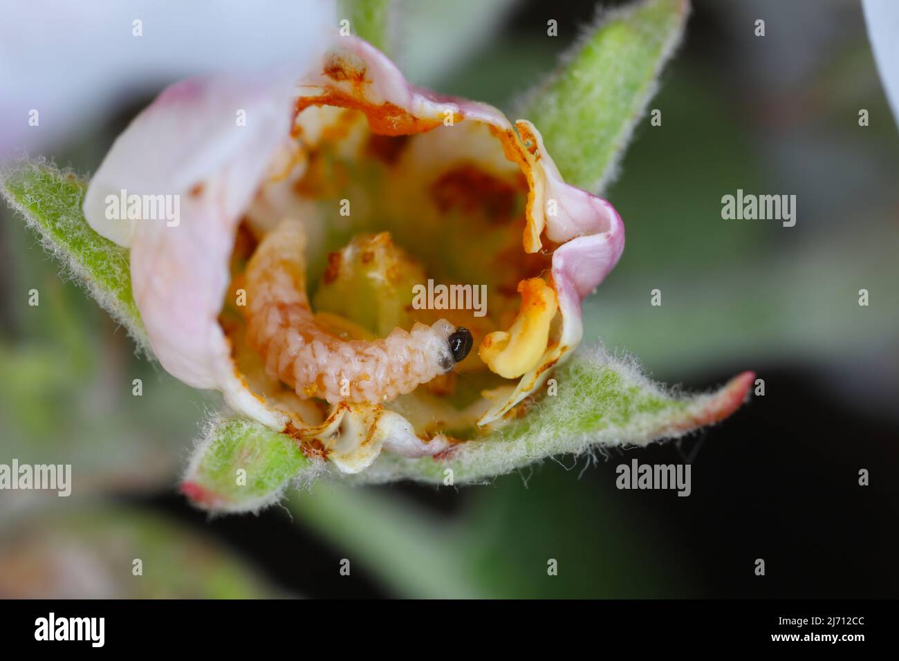 Anthonomus pomorum or the apple blossom weevil is a major pests of apple trees Malus domestica. larva inside apple tree bud. Stock Photo