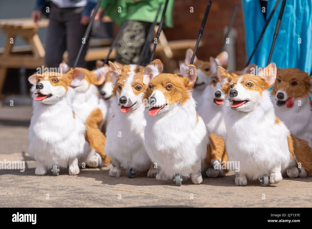 Coventry, UK. 5th May, 2022. Puppet corgis created by Coventry based events production company Imagineer sit patiently as the company prepares its contribution to The Queen's Platinum Jubilee Pageant next month. The corgis are part of the company's show The Queen's Favourites. Credit: Peter Lopeman/Alamy Live News Stock Photo