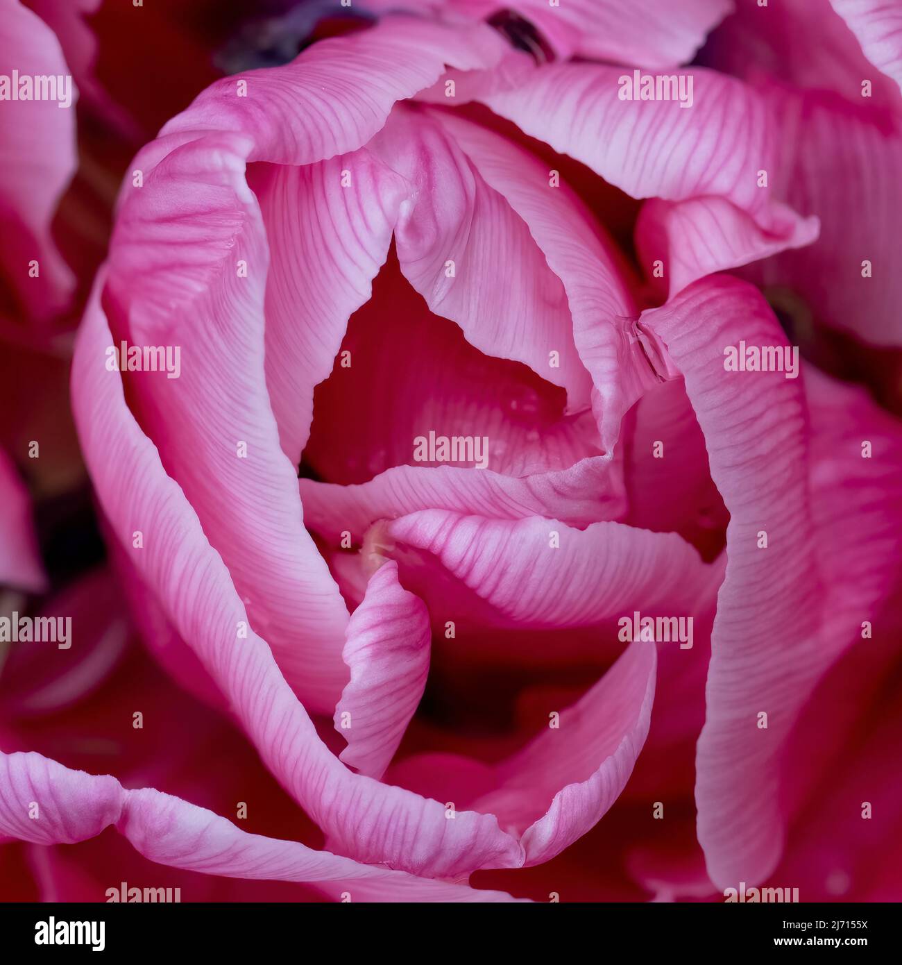A close up of the petals of a gorgeous pink parrot tulip. Stock Photo